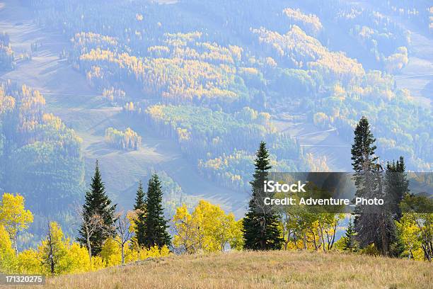 Foto de Árvores De Aspen Colorado Cores Do Outono e mais fotos de stock de Colorado - Colorado, EUA, Exterior