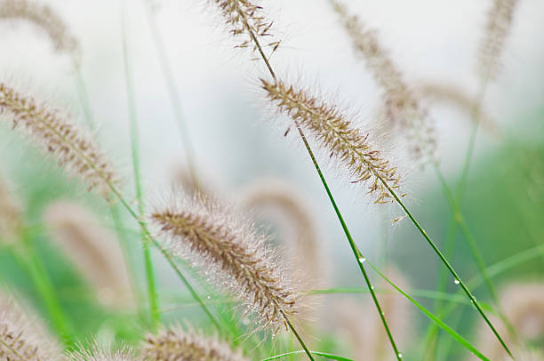 istock Fountain Grass (Pennisetum setaceum) in Autumn - III 171320316
