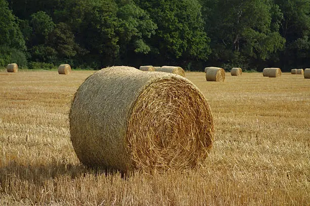 a field full of hay bales in the countryside