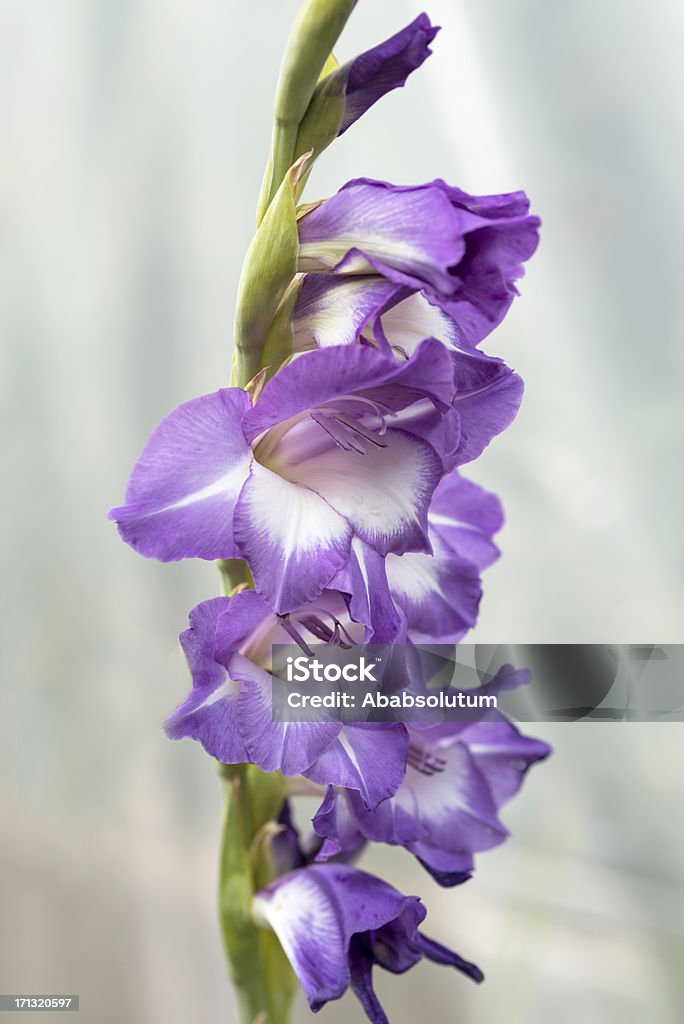 Purple Mieczyk Iridaceae w ogrodzie - Zbiór zdjęć royalty-free (Bez ludzi)