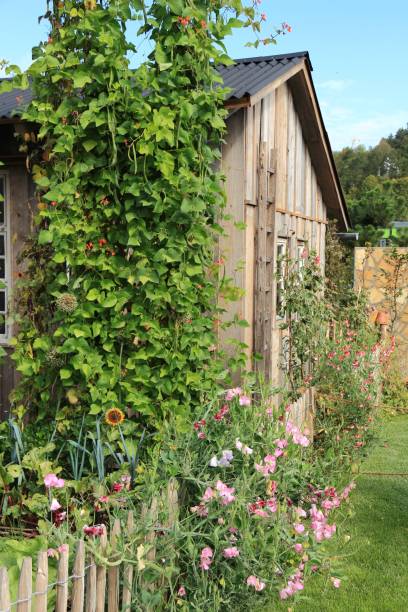 istock Flowers at the fence 171321014