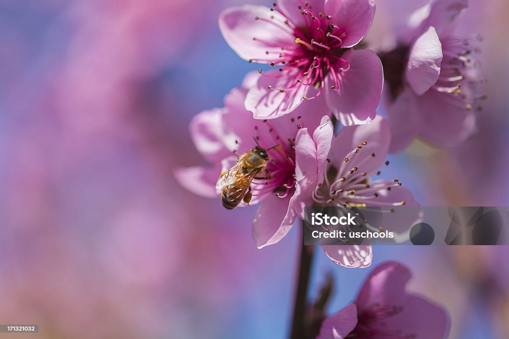 꿀벌, 연두빛 아이리스입니다 - 로열티 프리 곤충 스톡 사진