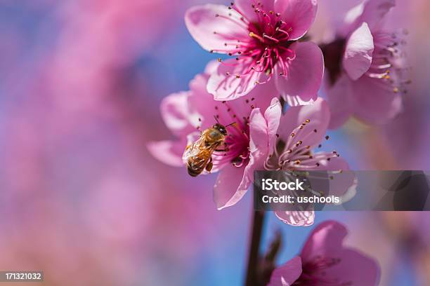 꿀벌 연두빛 아이리스입니다 곤충에 대한 스톡 사진 및 기타 이미지 - 곤충, 꽃 나무, 꽃 한송이