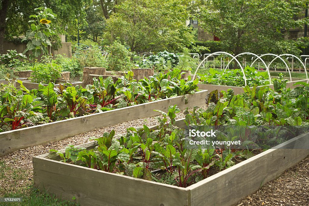 Urbane community garden - Lizenzfrei Gemüsegarten Stock-Foto