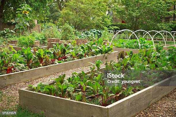 Urbane Community Garden Stockfoto und mehr Bilder von Gemüsegarten - Gemüsegarten, Gemeinschaftsgarten, Niemand