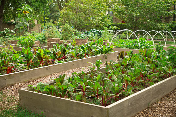 jardin communautaire urban - ruby red chard photos photos et images de collection