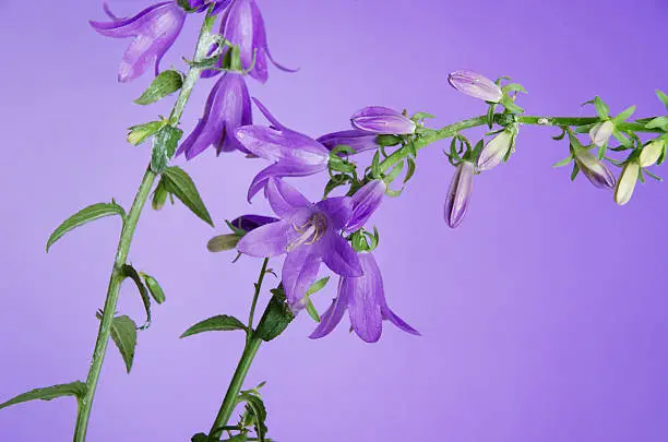 Horizontal studio shot on light purple of the evil weed Creeping Bellflower (Campanula rapunculoides).