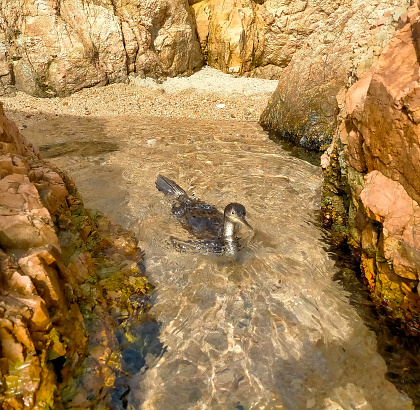 specimen of a species of bird Phalacrocorax, Cormorant naturally in the water of the Mediterranean Sea. In Tossa de Mar- Costa Brava