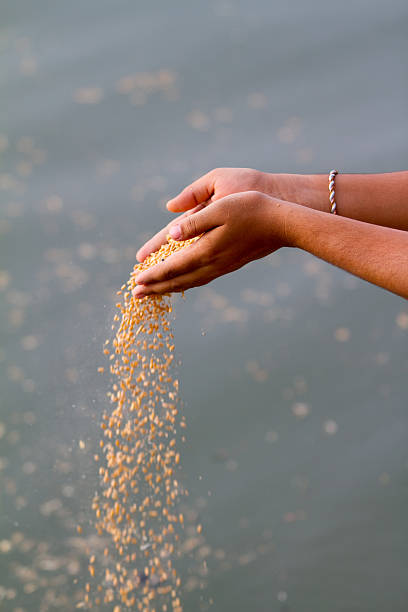 Cropped shot of a senior adult woman's hands holding a collection of sea shells that she has picked up on the beach