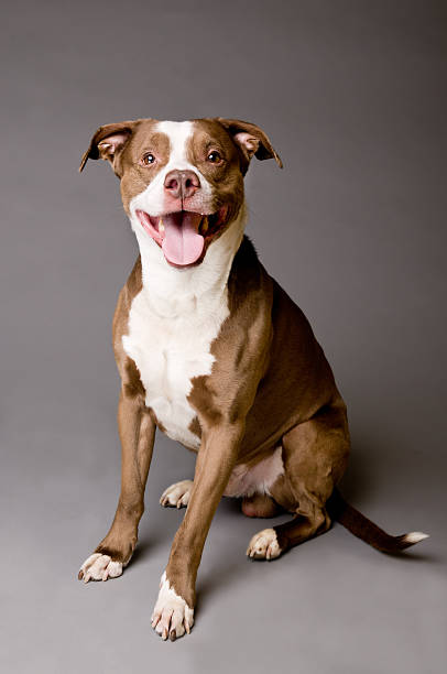 Happy Pit Bull Dog on Gray Background Happy Pitbull Dog Panting on Grey Background pit bull power stock pictures, royalty-free photos & images