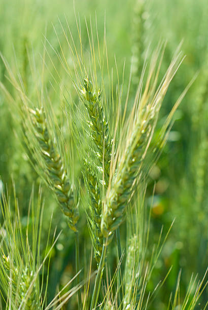 Ripening Wheat stock photo