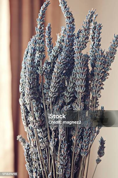 Lavender Stock Photo - Download Image Now - Blue, Color Image, Day