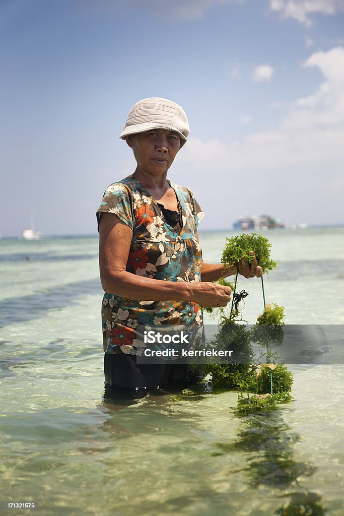 Морские водоросли Фермер - Стоковые фото Морская водоросль роялти-фри