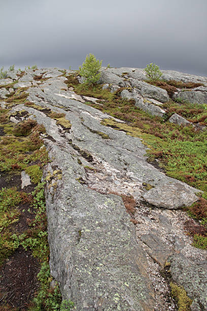 istock Moss and rocks Helgeland Norway 171321662