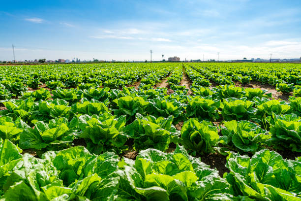 istock Romaine lettuce field. Close up 1713217740