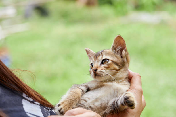 istock A cat its owner embraced in the garden 1713218229