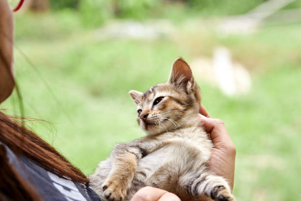 istock A cat its owner embraced in the garden 1713218257