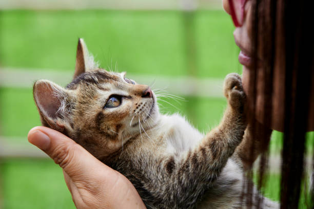 istock A cat its owner embraced in the garden 1713218279