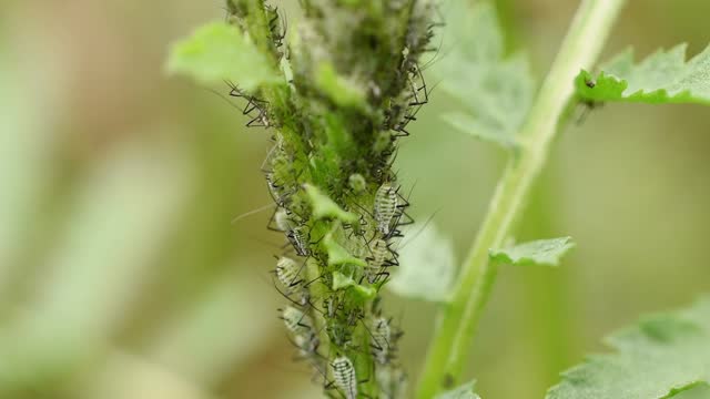 A colony of aphids has settled on a grass stem.