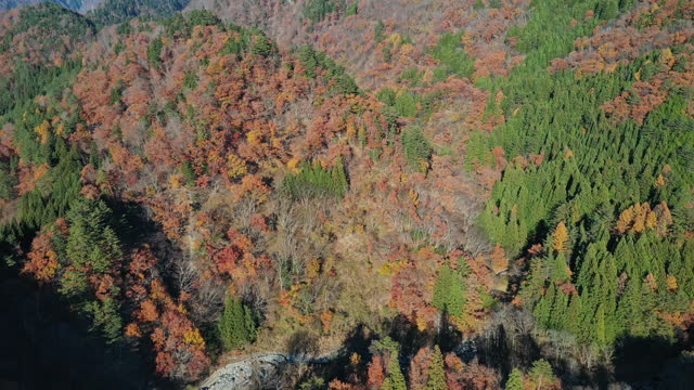 Autumn in Japan  forests is a breathtaking, colorful spectacle