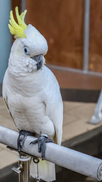 istock In the garden there is a white parrot 1713219358