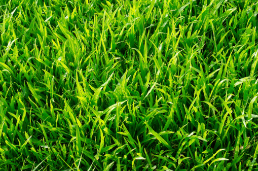 green lawn There are leaves from cutting grass