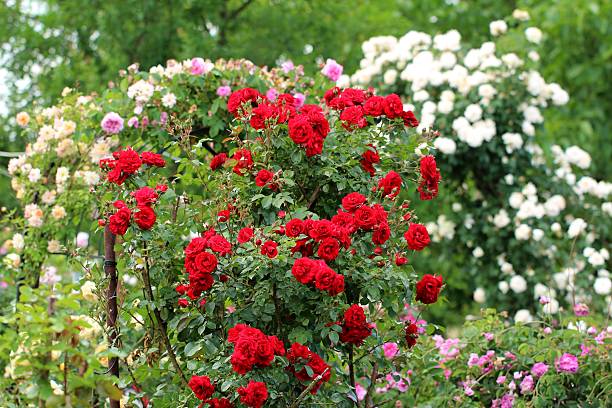 istock Wonderful rose garden 171322061