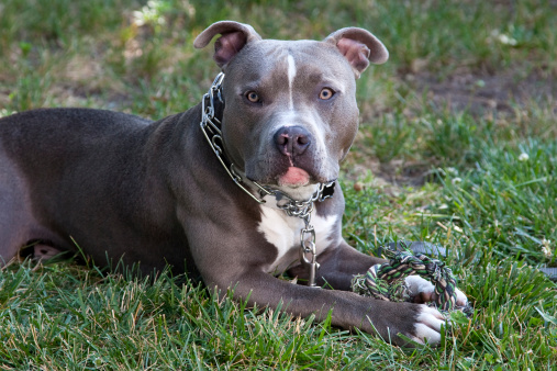 Blue Nose Pit Bull Terrier with rope toy.