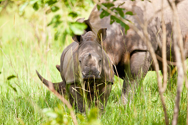 istock White Rhinos -  mini horn 171322210