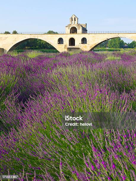 Foto de Ponte Em Avignon e mais fotos de stock de Avignon - Avignon, França, Lavanda - Planta