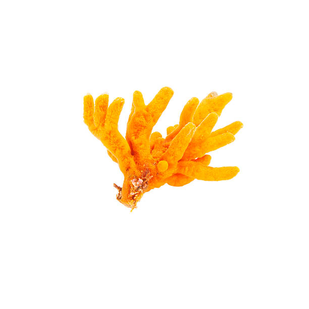 Beautiful orange coral from them sea bed Orange coral isolated on white backgrounds. coral cnidarian stock pictures, royalty-free photos & images