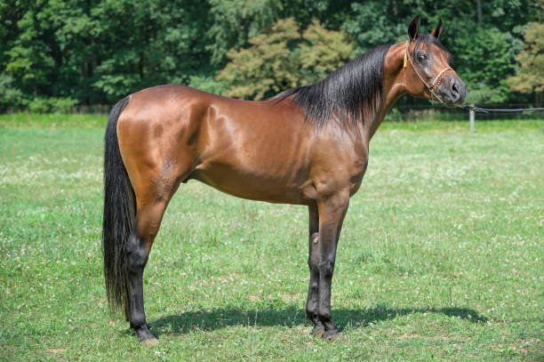 istock Bay Horse Full Body Side View, Arabian Stallion 171322525