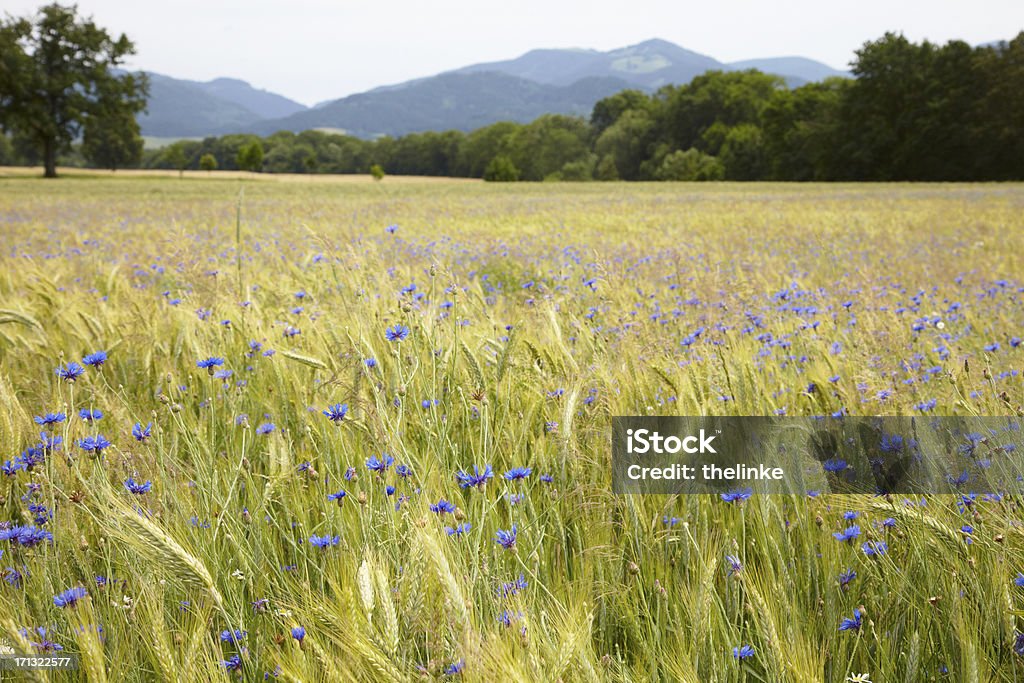 Campo de cornflowers - Royalty-free Friburgo de Brisgóvia Foto de stock