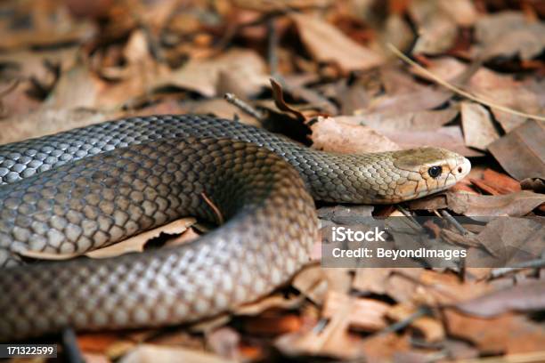 Foto de Taipan One Of The World S Perfeição Cobras e mais fotos de stock de SerpenteTaipan - SerpenteTaipan, Cobra, Queensland