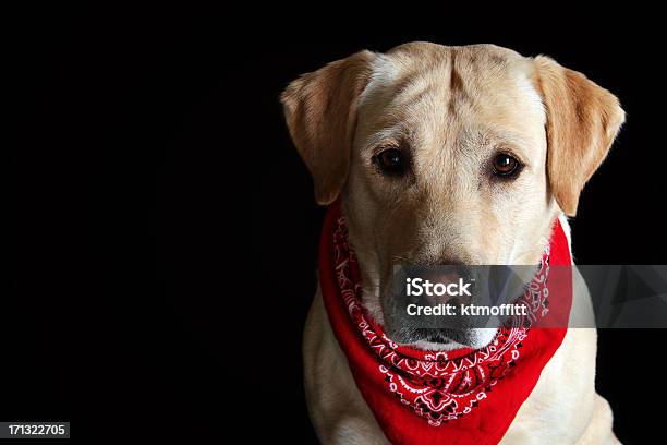 Serious Yellow Lab Headshot Stock Photo - Download Image Now - Dog, Bandana, Pets