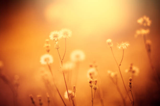 Field with sunlight Beautiful Autumn field with wildflowers. sunset dew stock pictures, royalty-free photos & images
