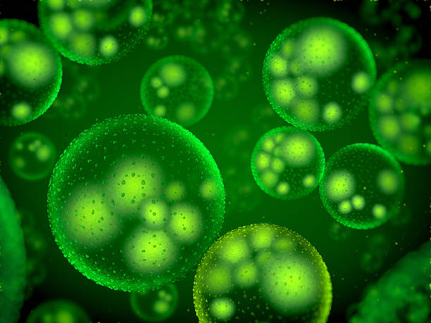 бактерии - bacterium magnification high scale magnification green стоковые фото и изображения