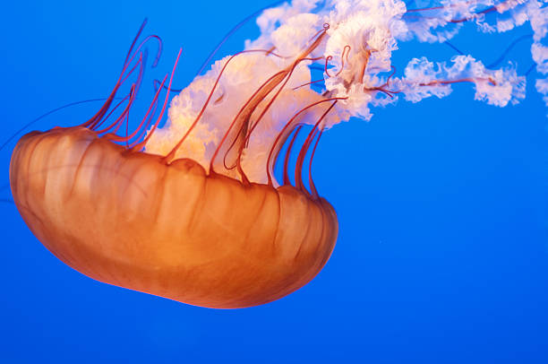 istock Orange Jellyfish Swimming Downwards 171323234