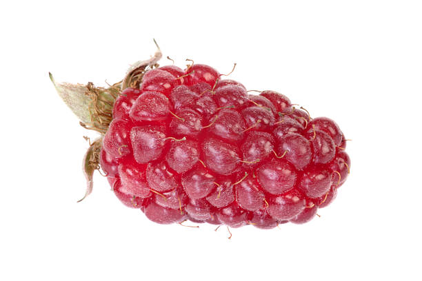 blackberry-tayberry - blackberry fruit mulberry isolated - fotografias e filmes do acervo