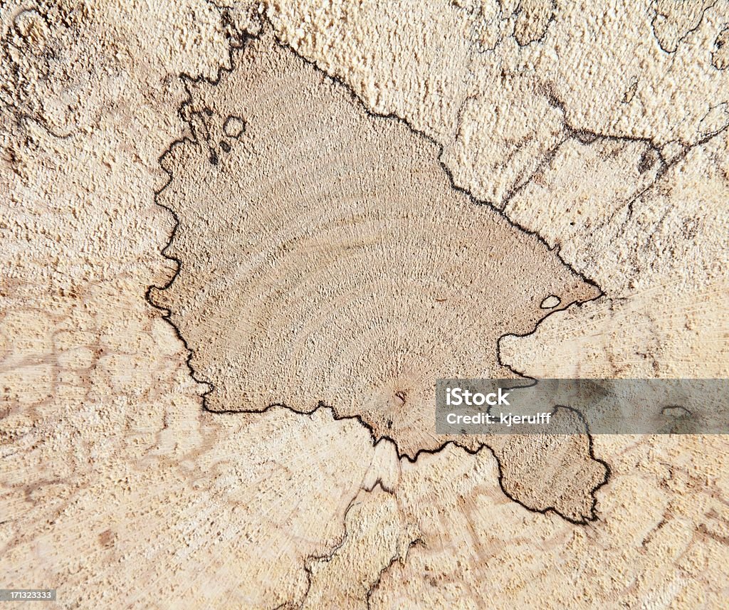 Decayed madera con líneas de la zona - Foto de stock de Corte transversal libre de derechos