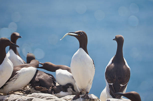 Common Guillemots / Murres in colony A small group of Common Guillemots  farne islands stock pictures, royalty-free photos & images