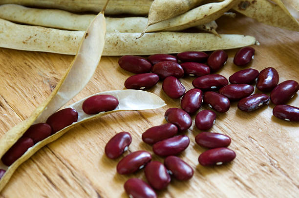 Dried Red Kidney Beans stock photo
