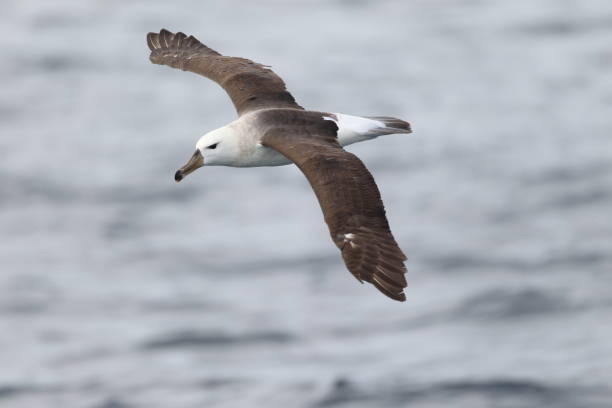 istock Black-browed albatross (Diomedea melanophris) in Australia 1713237063