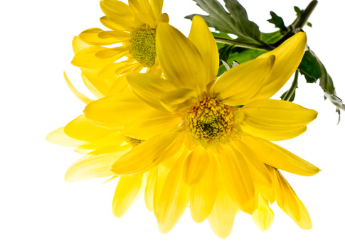 Yellow crocus flowers grown on rock. Copy space.