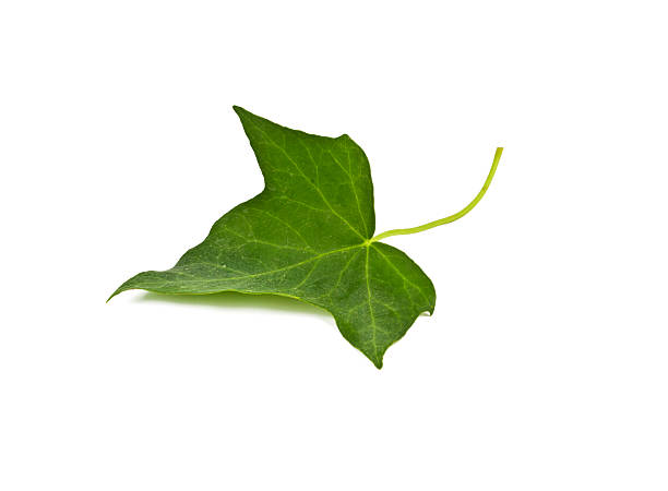 ivy feuille de - ivy leaf photos et images de collection