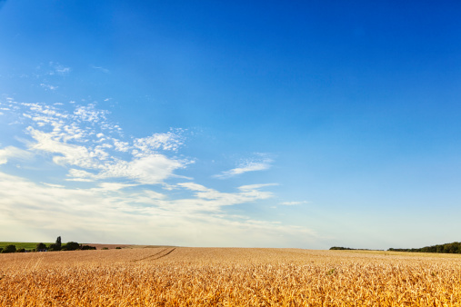 A wheat crop growing in a field in the UK in summertime.