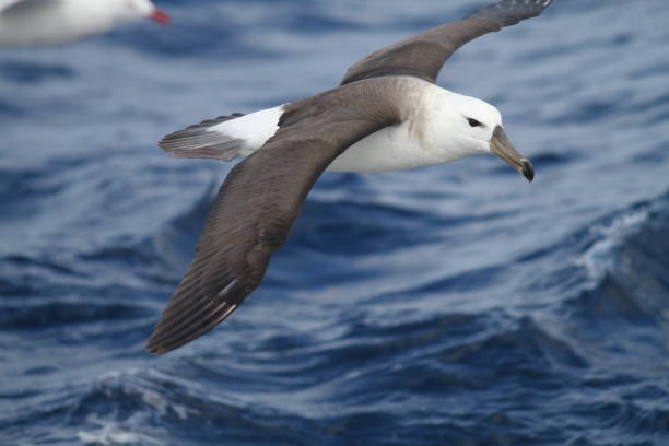 istock Black-browed albatross (Diomedea melanophris) in Australia 1713240113