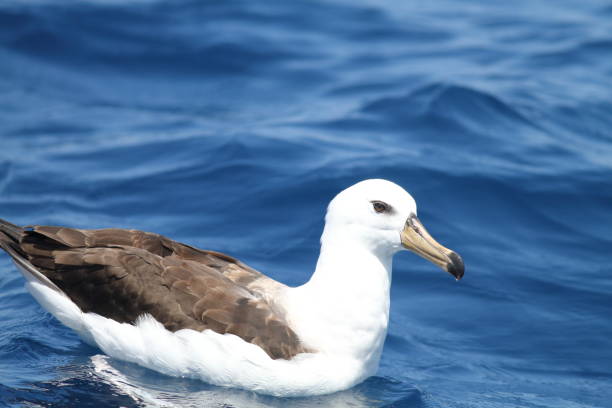 istock Black-browed albatross (Diomedea melanophris) in Australia 1713241820