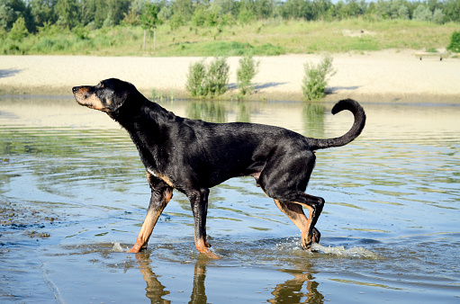 Hound walking in the water