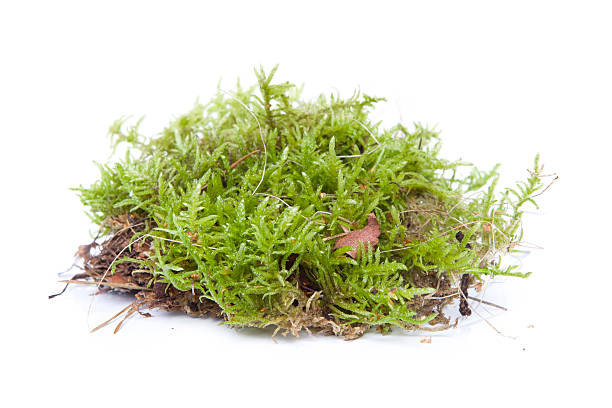 Moss in white background XXXL Moss in white background XXXL soil tester stock pictures, royalty-free photos & images